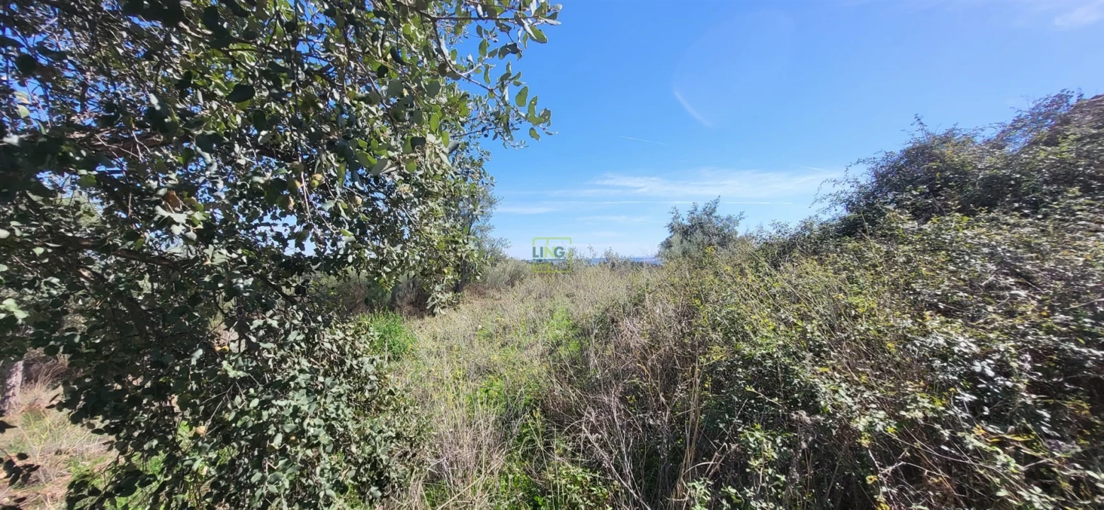 Quinta T0 para Venda em Castelo Branco Foto 12