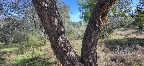 Quinta T0 para Venda em Castelo Branco