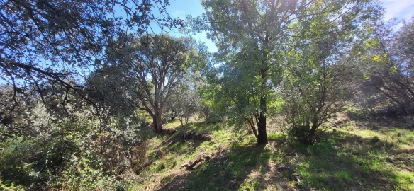 Quinta T0 para Venda em Castelo Branco