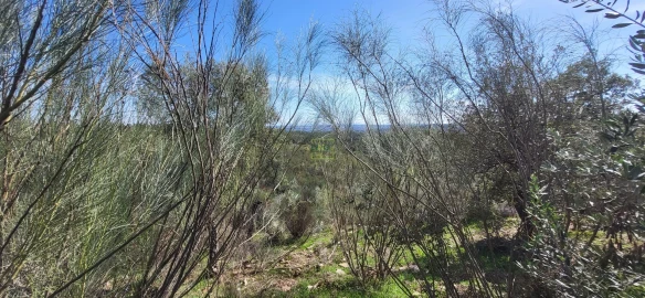 Quinta T0 para Venda em Castelo Branco