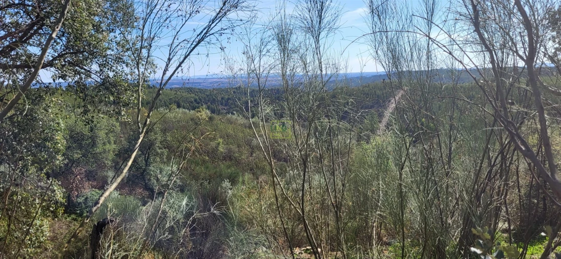 Quinta T0 para Venda em Castelo Branco Foto 14