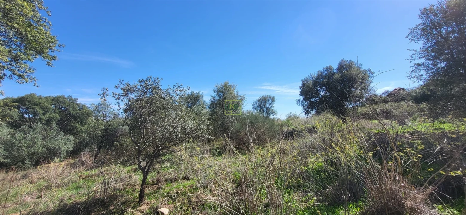 Quinta T0 para Venda em Castelo Branco Foto 9