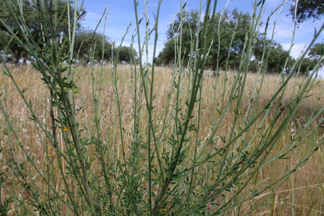 Terreno para Venda em Malpica do Tejo Foto 16