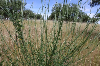 Terreno para Venda em Malpica do Tejo