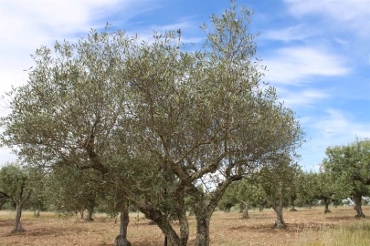 Terreno para Venda em Malpica do Tejo