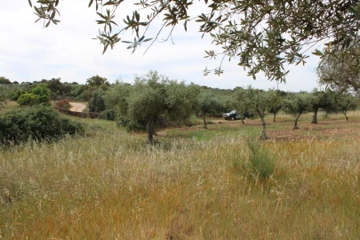 Terreno para Venda em Malpica do Tejo