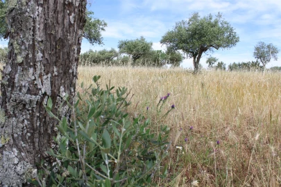 Terreno para Venda em Malpica do Tejo