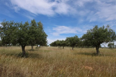 Terreno para Venda em Malpica do Tejo