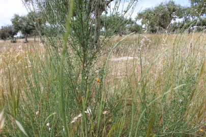 Terreno para Venda em Malpica do Tejo