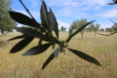 Terreno para Venda em Malpica do Tejo