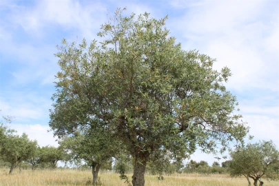 Terreno para Venda em Malpica do Tejo