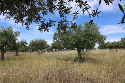 Terreno para Venda em Malpica do Tejo