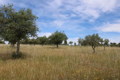 Terreno para Venda em Malpica do Tejo