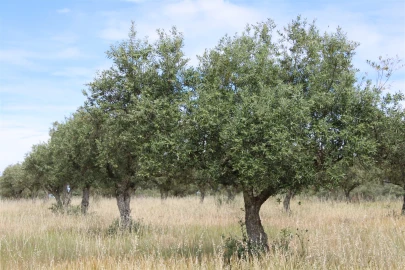 Terreno para Venda em Malpica do Tejo