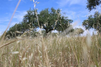 Terreno para Venda em Malpica do Tejo