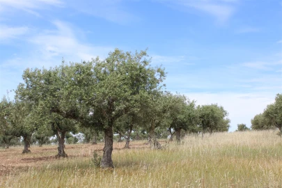 Terreno para Venda em Malpica do Tejo