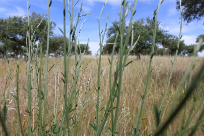 Terreno para Venda em Malpica do Tejo