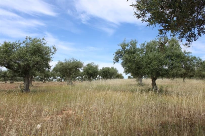 Terreno para Venda em Malpica do Tejo