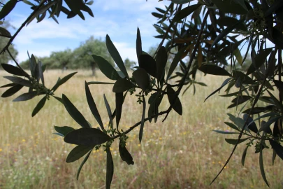 Terreno para Venda em Malpica do Tejo