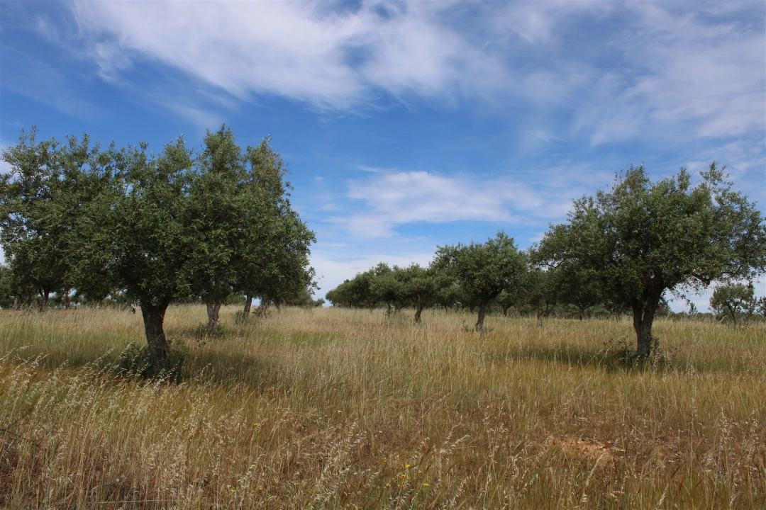Terreno para Venda em Malpica do Tejo Foto 12