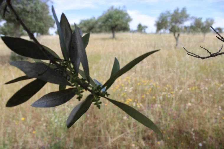 Terreno para Venda em Malpica do Tejo Foto 7