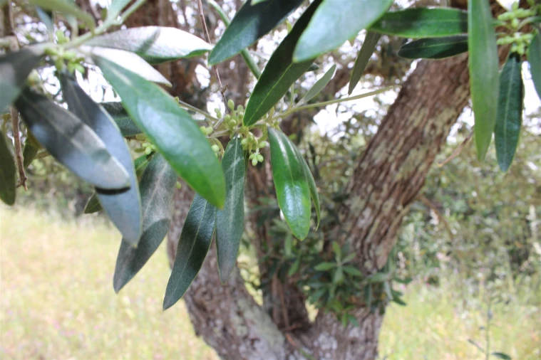 Terreno para Venda em Malpica do Tejo Foto 5
