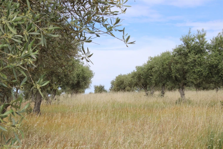 Terreno para Venda em Malpica do Tejo Foto 2