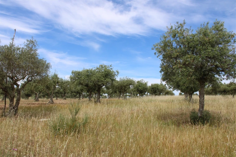 Terreno para Venda em Malpica do Tejo Foto 3