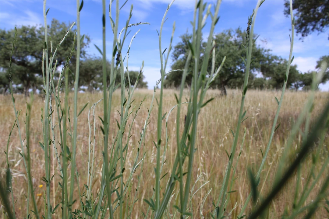 Terreno para Venda em Malpica do Tejo Foto 17