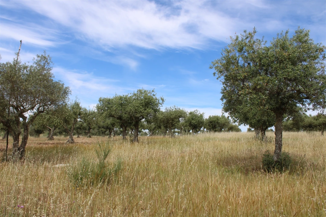 Terreno para Venda em Malpica do Tejo Foto 3