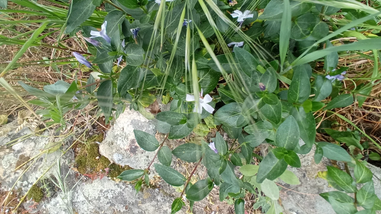 Quinta T2 para Venda em Penamacor Foto 16