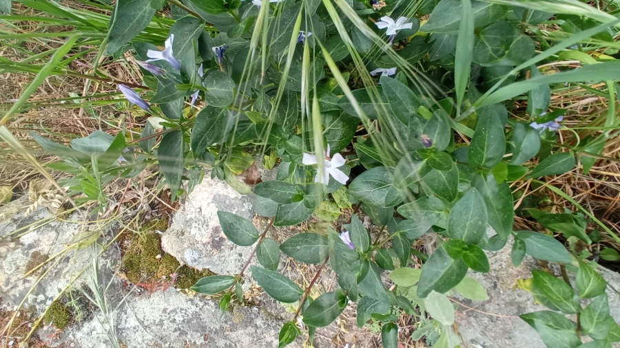 Quinta T2 para Venda em Penamacor Foto 16
