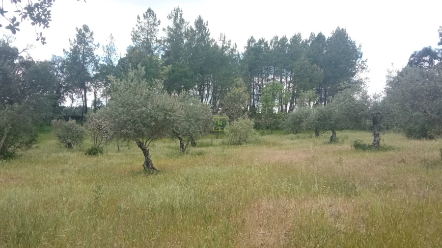 Quinta T2 para Venda em Penamacor Foto 19