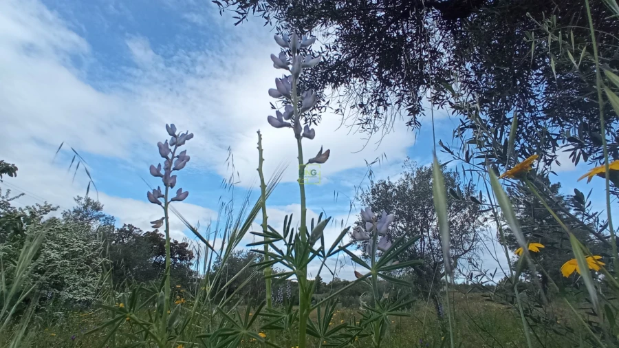 Quinta T2 para Venda em Penamacor Foto 13