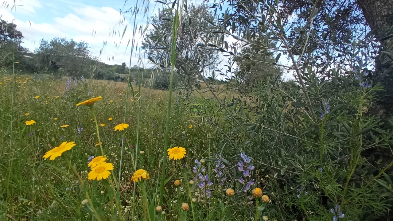 Quinta T2 para Venda em Penamacor Foto 14