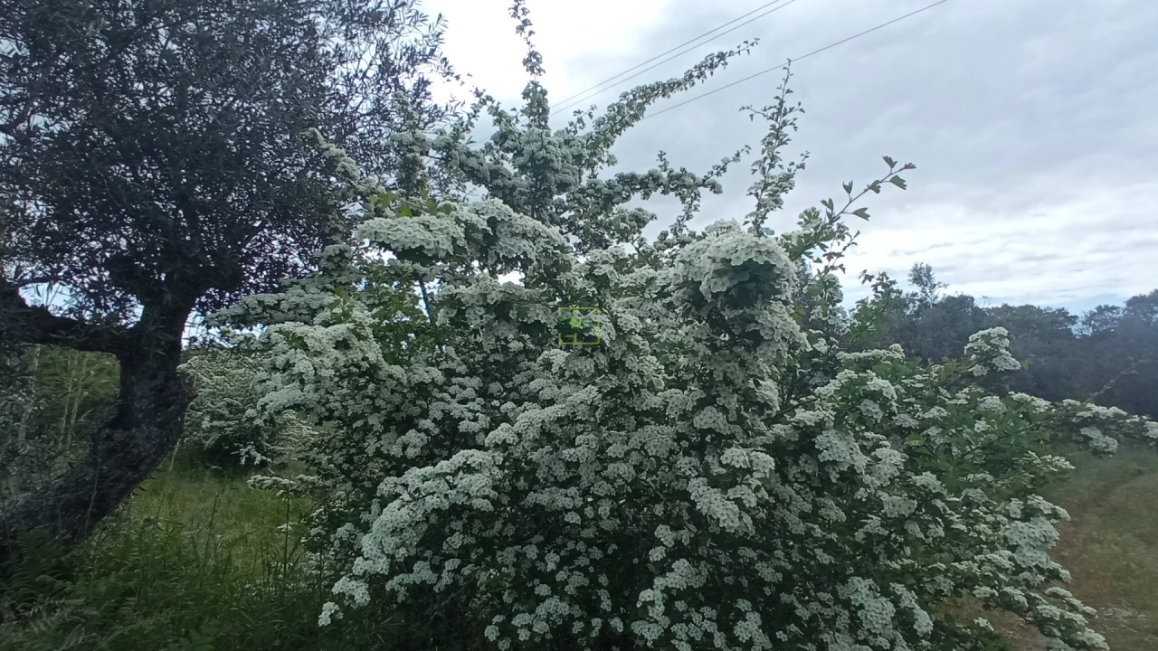 Quinta T2 para Venda em Penamacor Foto 11