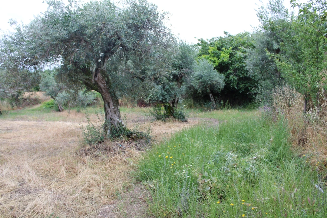 Quinta T0 para Venda em Vale de Prazeres e Mata da Rainha Foto 15
