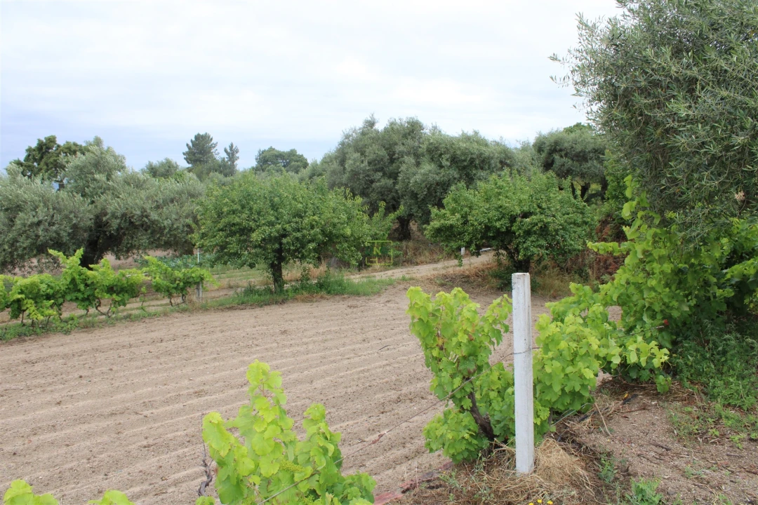 Quinta T0 para Venda em Vale de Prazeres e Mata da Rainha Foto 18