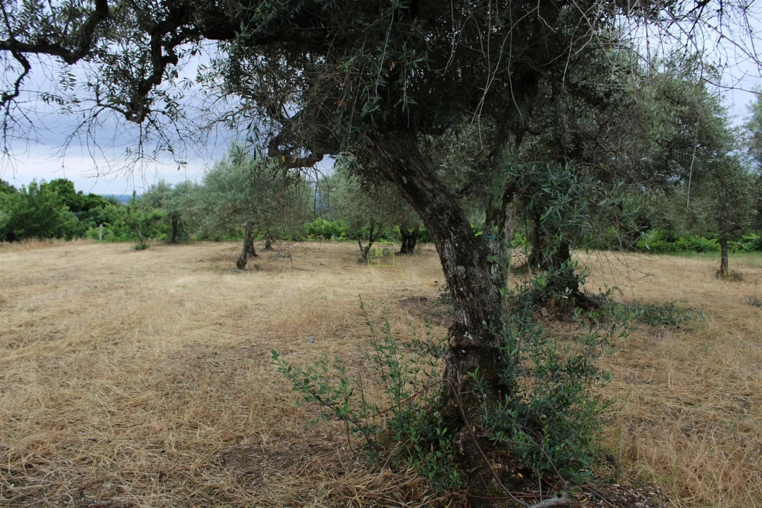 Quinta T0 para Venda em Vale de Prazeres e Mata da Rainha Foto 14