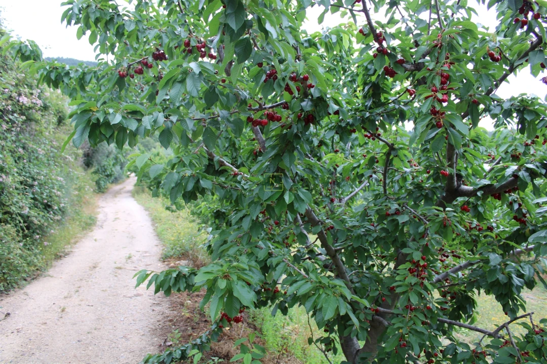 Quinta T0 para Venda em Vale de Prazeres e Mata da Rainha Foto 3