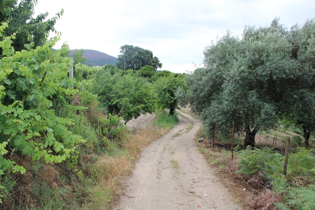 Quinta T0 para Venda em Vale de Prazeres e Mata da Rainha Foto 20