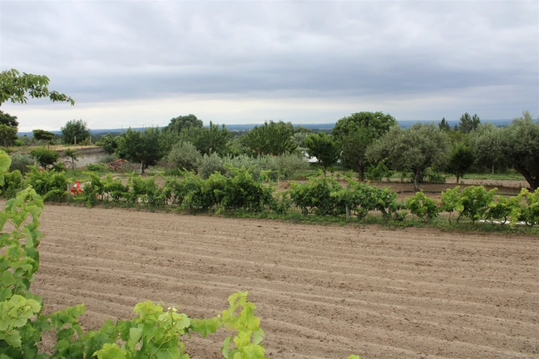 Quinta T0 para Venda em Vale de Prazeres e Mata da Rainha Foto 17