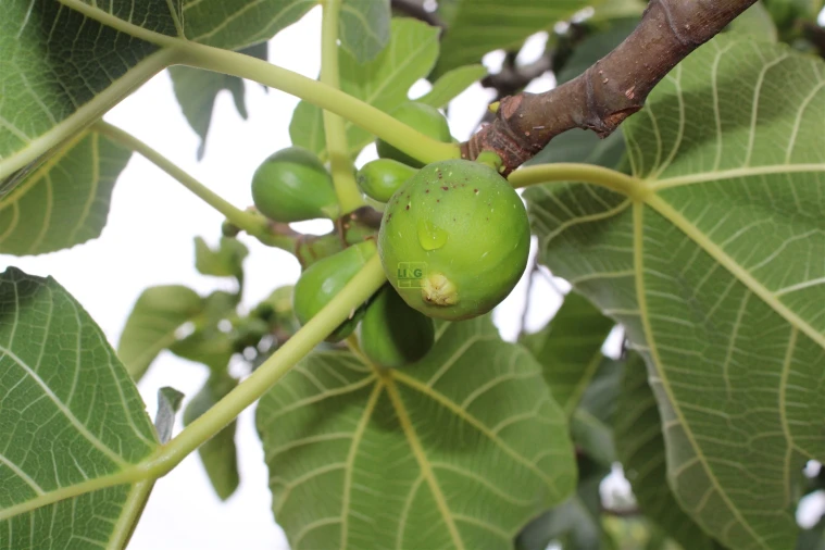 Quinta T0 para Venda em Vale de Prazeres e Mata da Rainha Foto 30
