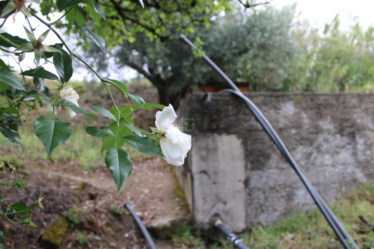 Quinta T0 para Venda em Vale de Prazeres e Mata da Rainha Foto 10