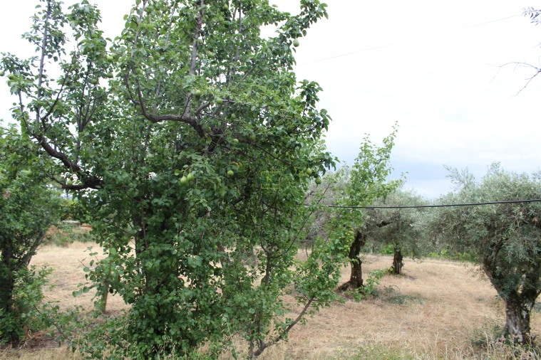 Quinta T0 para Venda em Vale de Prazeres e Mata da Rainha Foto 13