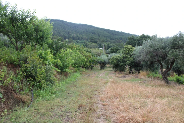 Quinta T0 para Venda em Vale de Prazeres e Mata da Rainha Foto 19