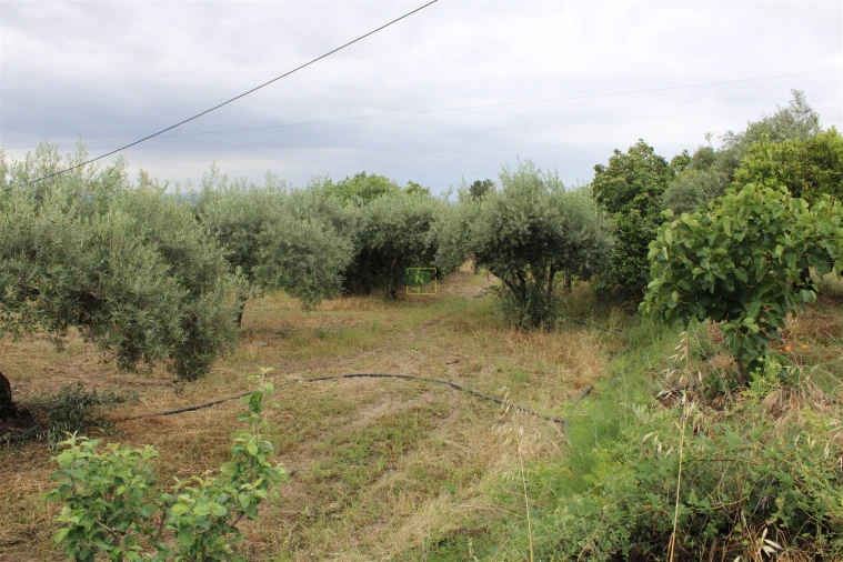 Quinta T0 para Venda em Vale de Prazeres e Mata da Rainha Foto 12