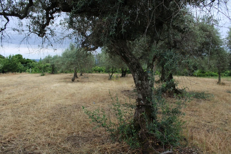 Quinta T0 para Venda em Vale de Prazeres e Mata da Rainha Foto 14