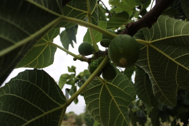 Quinta T0 para Venda em Vale de Prazeres e Mata da Rainha Foto 29