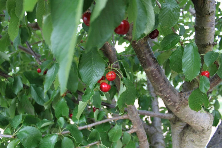 Quinta T0 para Venda em Vale de Prazeres e Mata da Rainha Foto 6